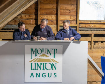 Yearling Bull Sale