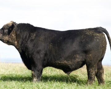 Rising Two Year Bull Sale